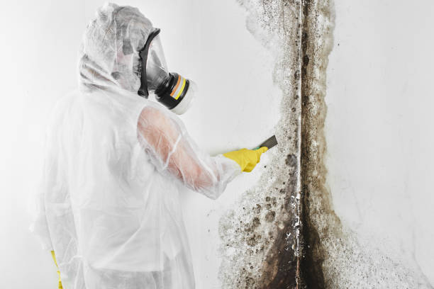Crawl Space Mold Removal in Rockwell, NC