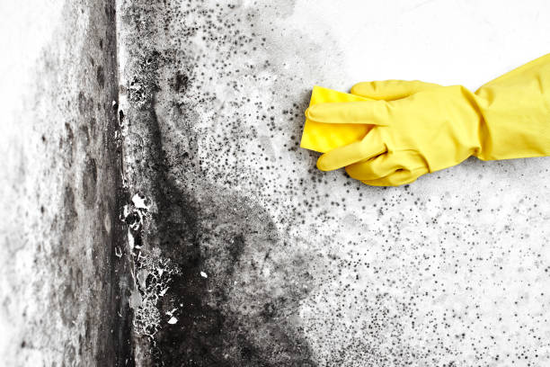 Best Attic Mold Removal  in Rockwell, NC