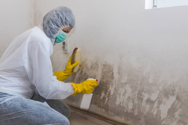 Best Home Mold Removal  in Rockwell, NC