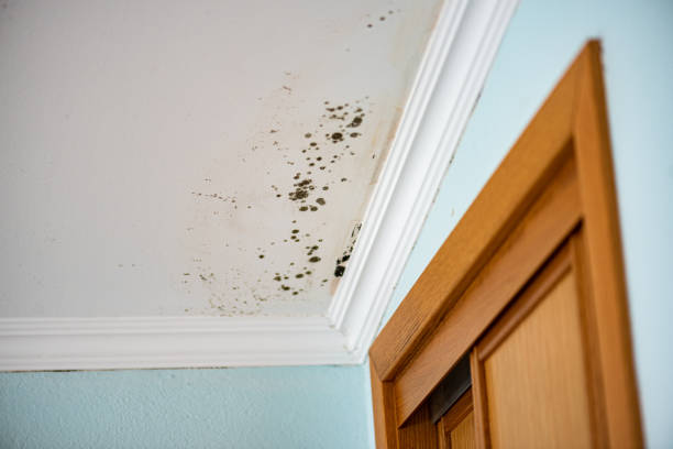 Best Crawl Space Mold Removal  in Rockwell, NC