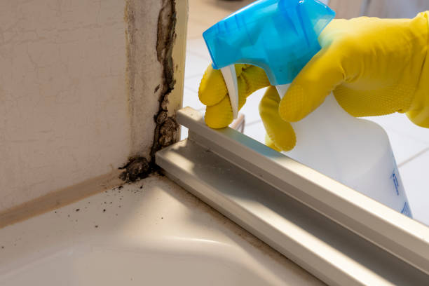 Best Commercial Mold Removal  in Rockwell, NC