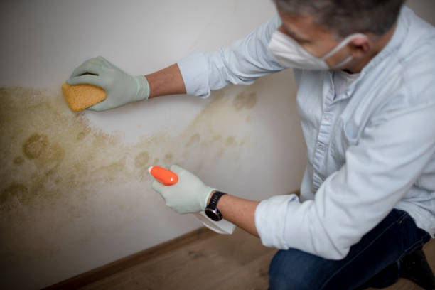 Attic Mold Removal in Rockwell, NC