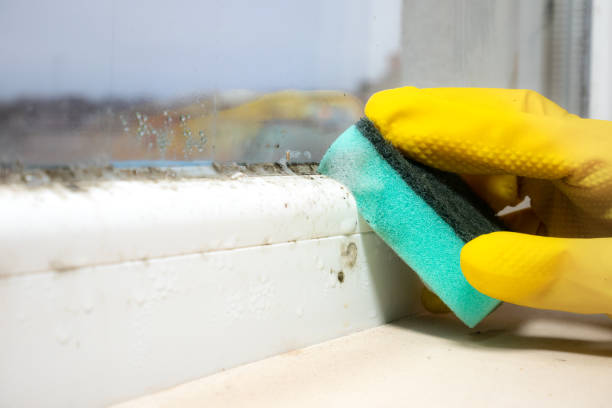 Trusted Rockwell, NC Mold Removal Experts
