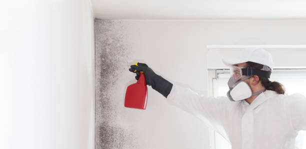 Best Mold Removal Near Me  in Rockwell, NC