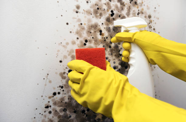 Best Office Mold Removal Services  in Rockwell, NC