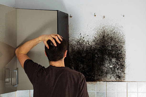 Best Professional Mold Removal  in Rockwell, NC