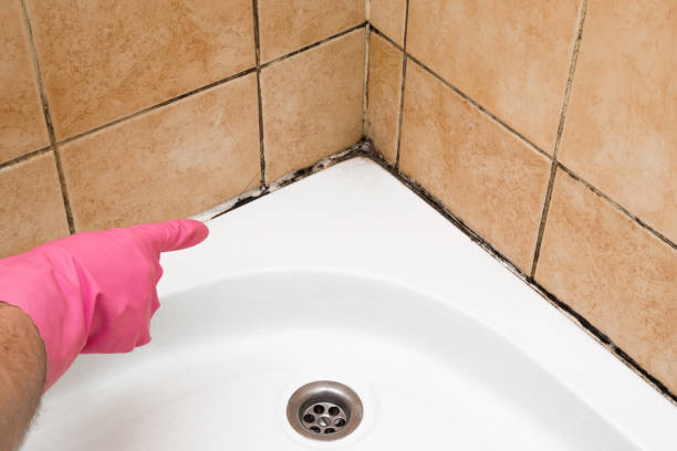Best Mold Remediation Experts  in Rockwell, NC